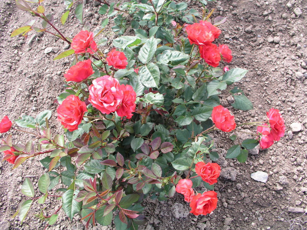 růže Salmon Perfektion