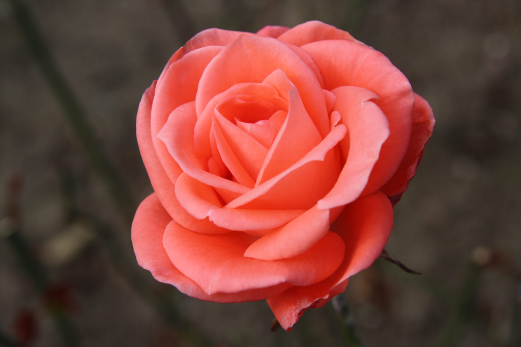 růže Sandra (Strnad)