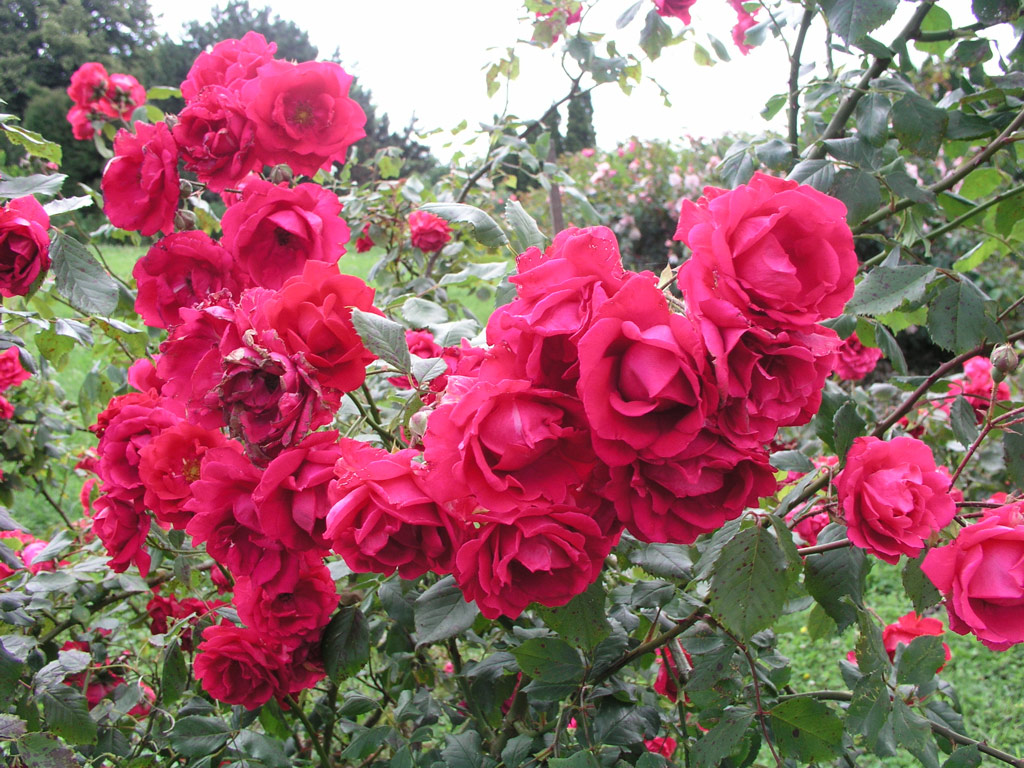 růže Sangerhausen