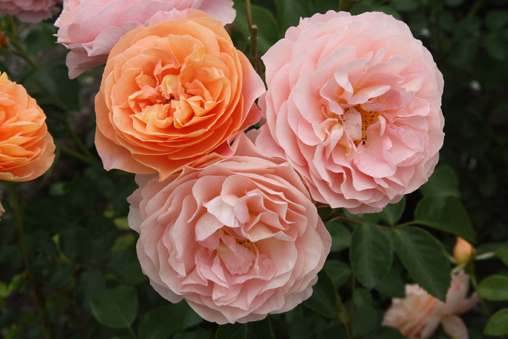 růže Sangerhuser Jubilumsrose