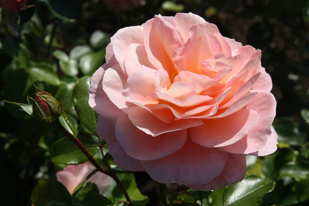 růže Sangerhuser Jubilumsrose