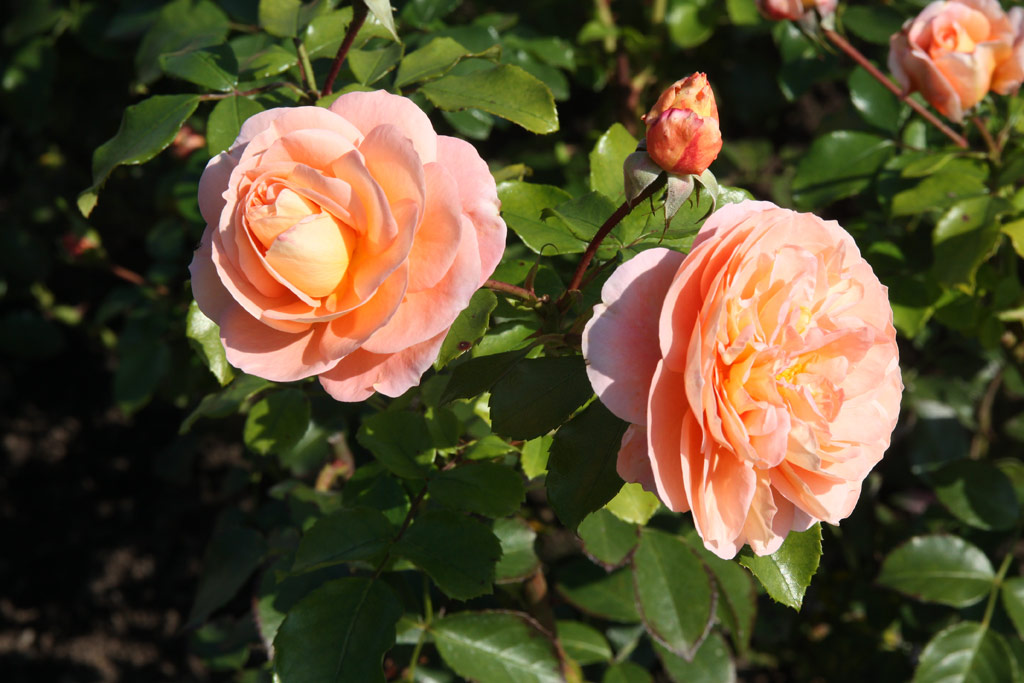 růže Sangerhuser Jubilumsrose