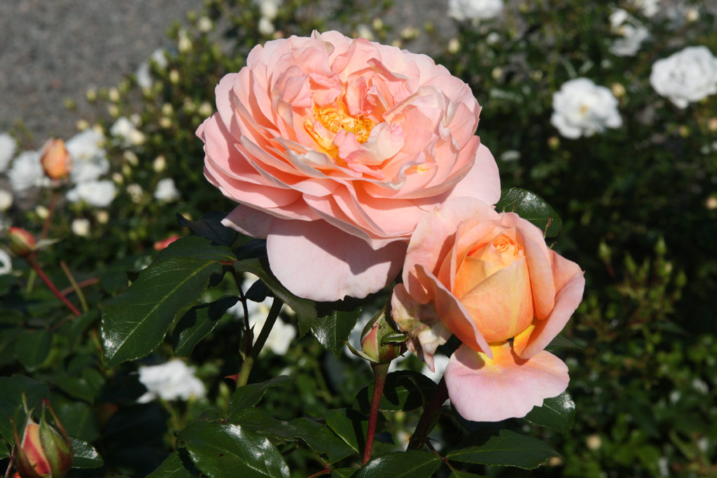 růže Sangerhuser Jubilumsrose