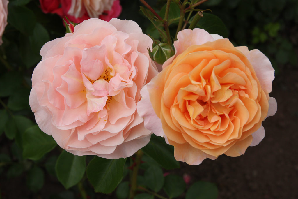 růže Sangerhuser Jubilumsrose