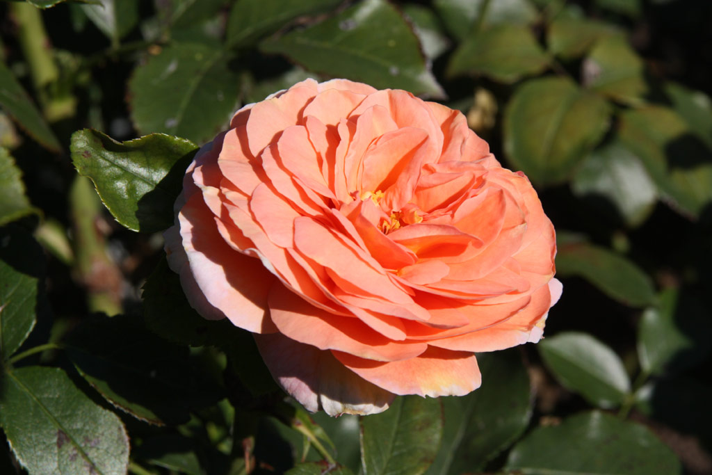 růže Sangerhuser Jubilumsrose