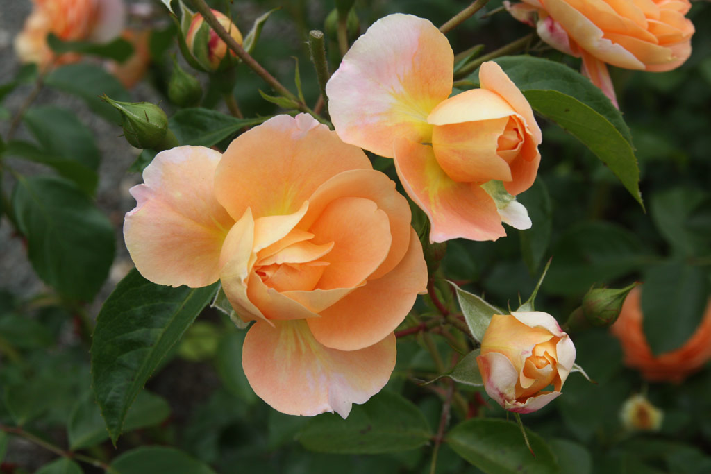 růže Sangerhuser Jubilumsrose