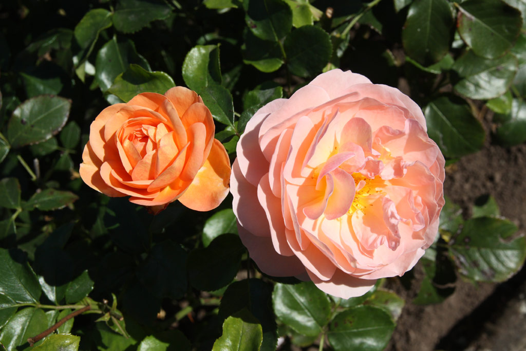 růže Sangerhuser Jubilumsrose