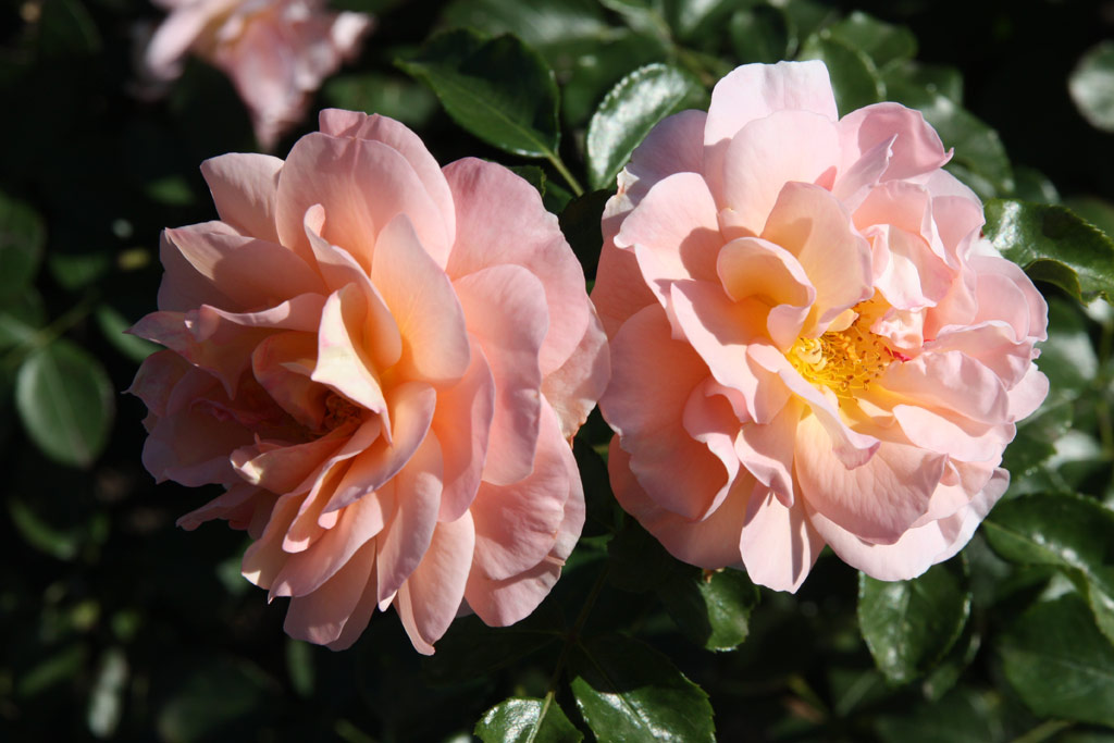 růže Sangerhuser Jubilumsrose