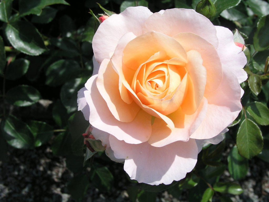 růže Sangerhuser Jubilumsrose