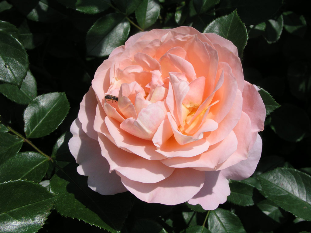 růže Sangerhuser Jubilumsrose