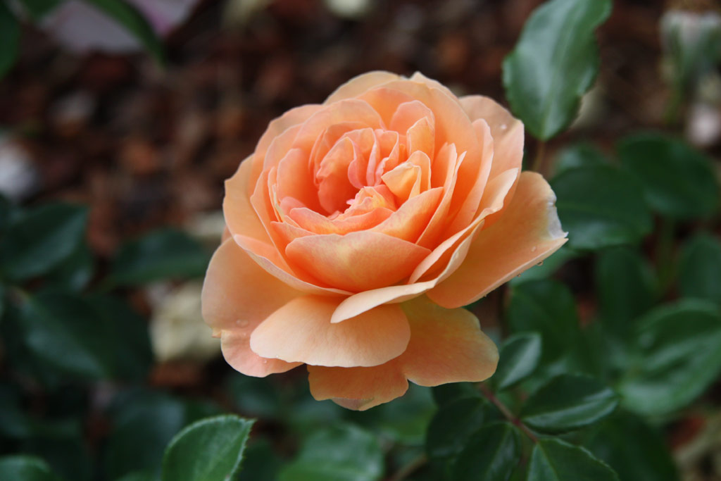 růže Sangerhuser Jubilumsrose