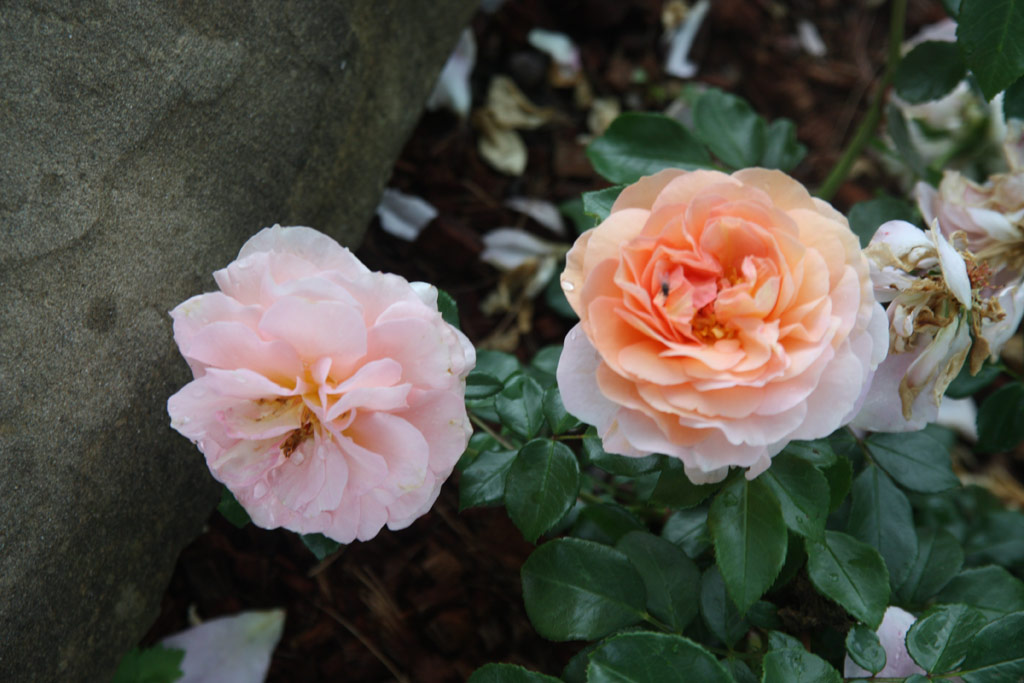 růže Sangerhuser Jubilumsrose