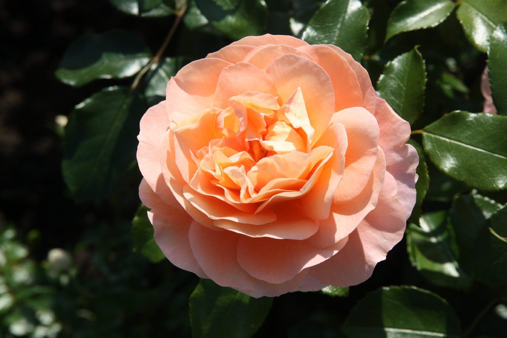 růže Sangerhuser Jubilumsrose