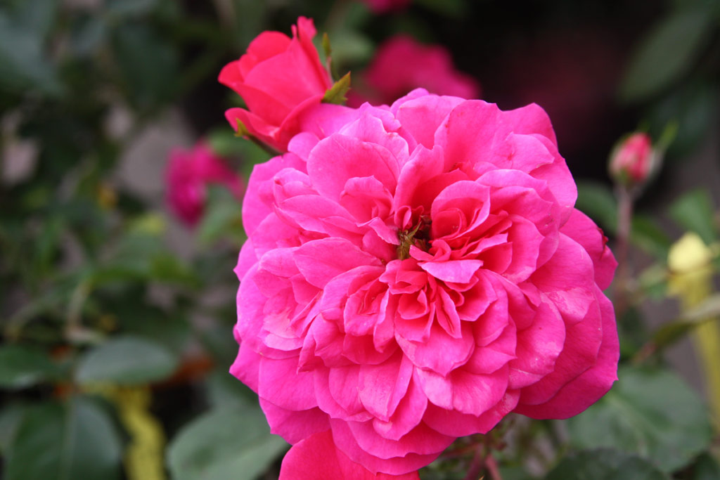 růže Sangria (2000)