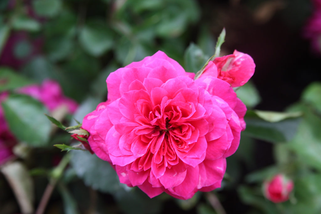 růže Sangria (2000)