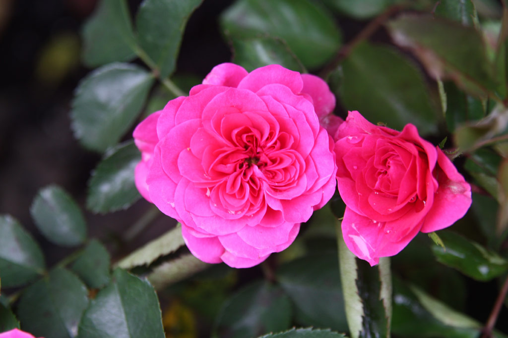 růže Sangria (2000)