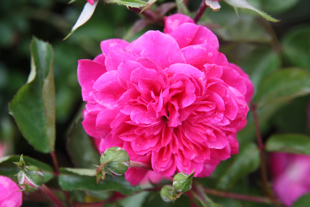 růže Sangria (2000)