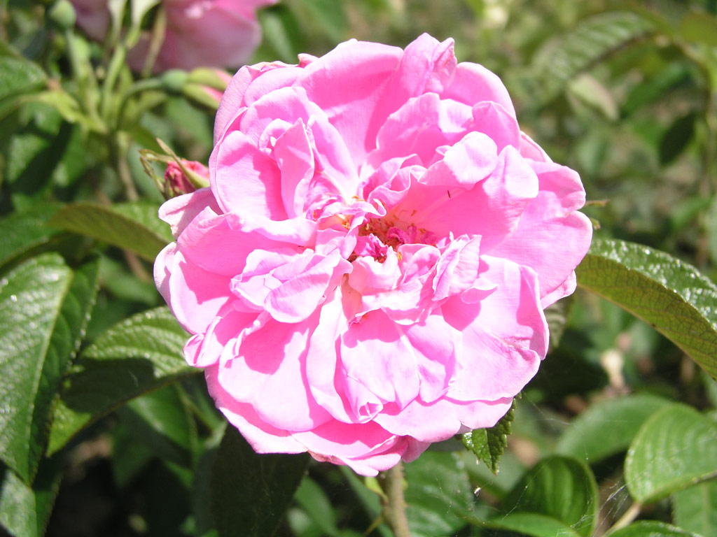 růže Sarah van Fleet