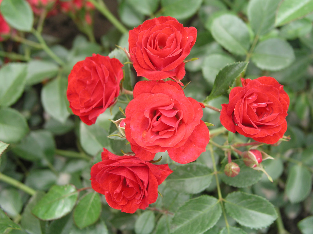 růže Scarlet Meidilland