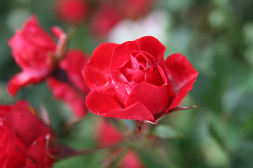 růže Scarlet Meidilland