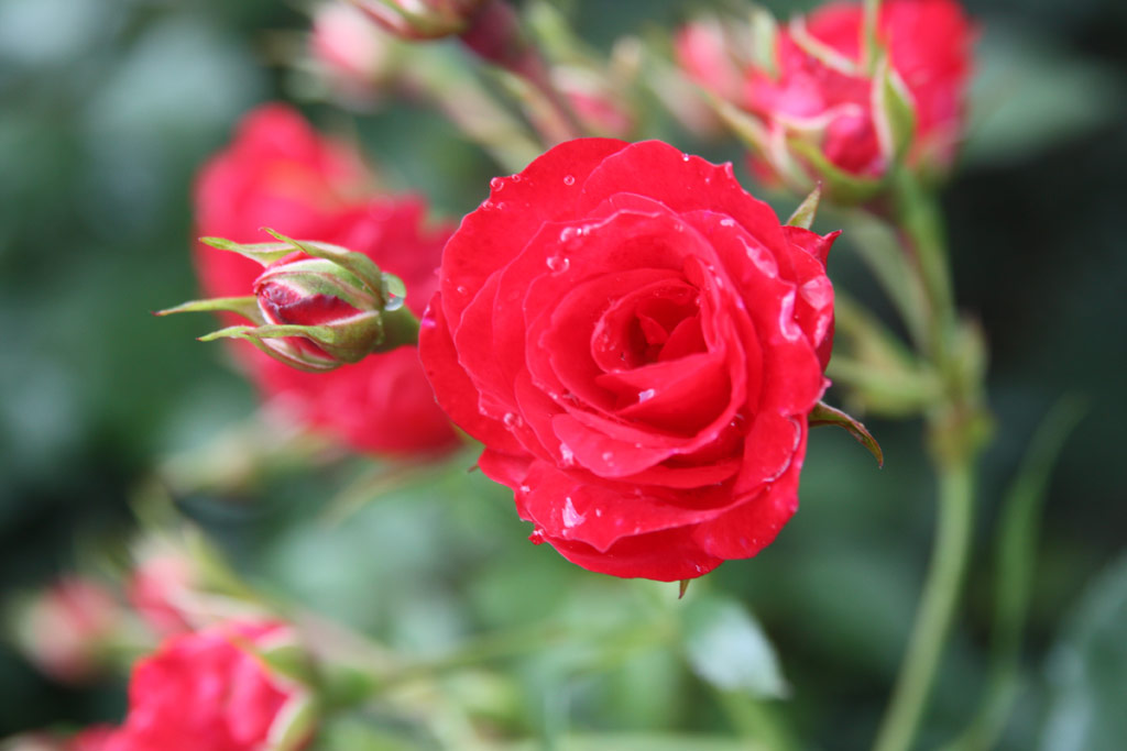 růže Scarlet Meidilland