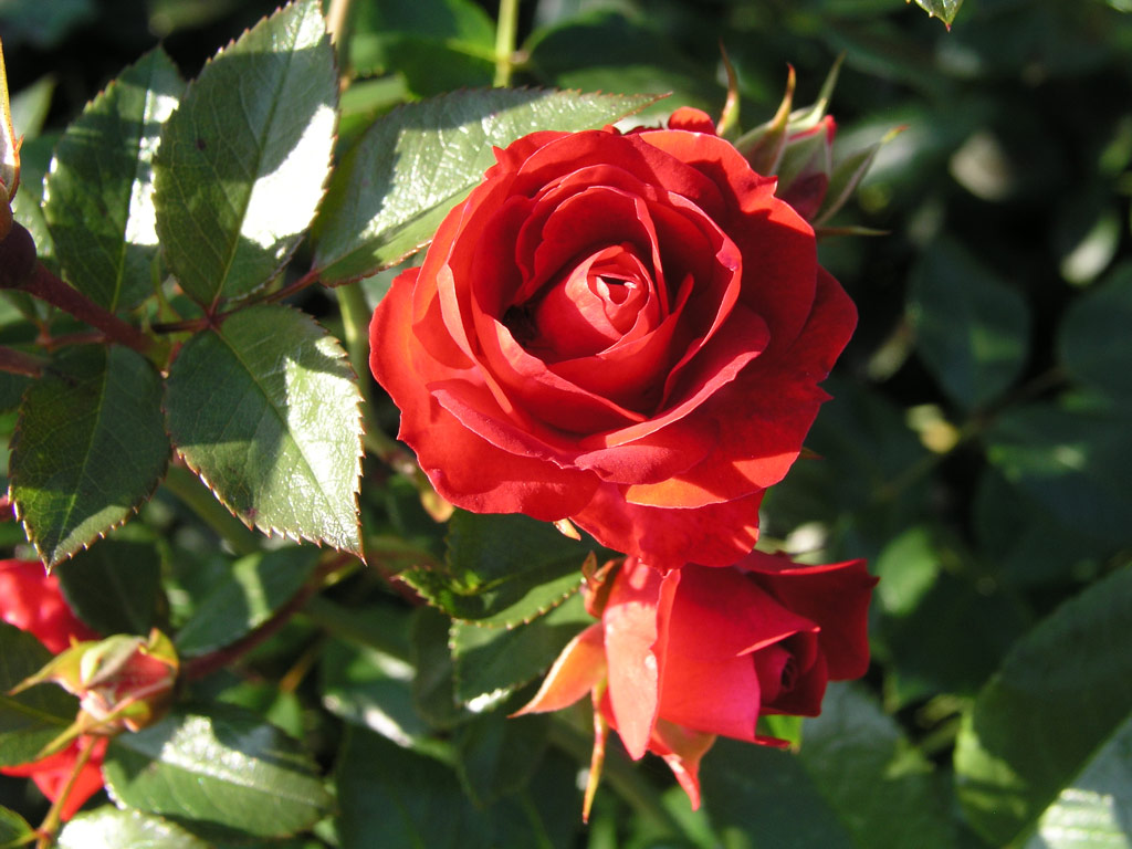 růže Scarlet Meidilland