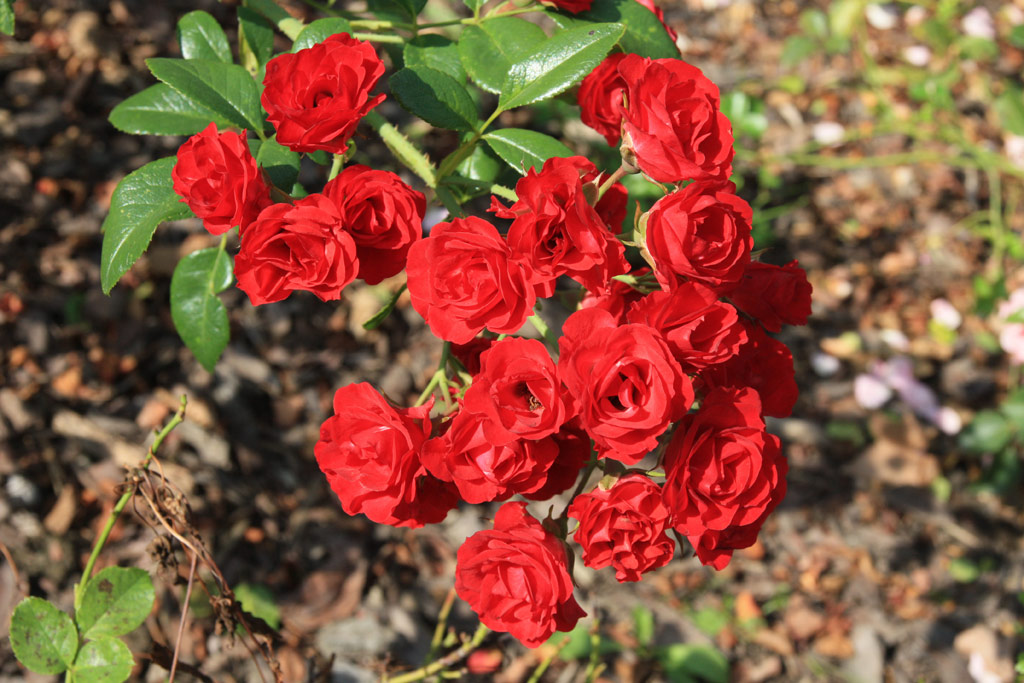 růže Scarlet Meidilland