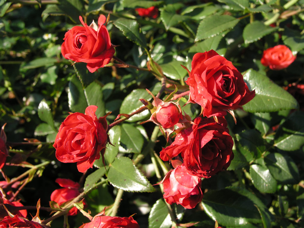 růže Scarlet Meidilland