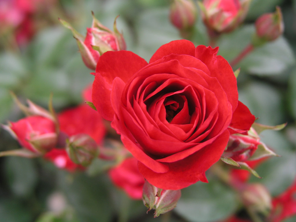 růže Scarlet Meidilland