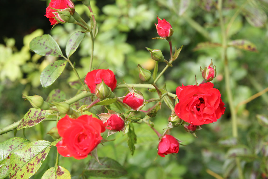 růže Scarlet Meidilland