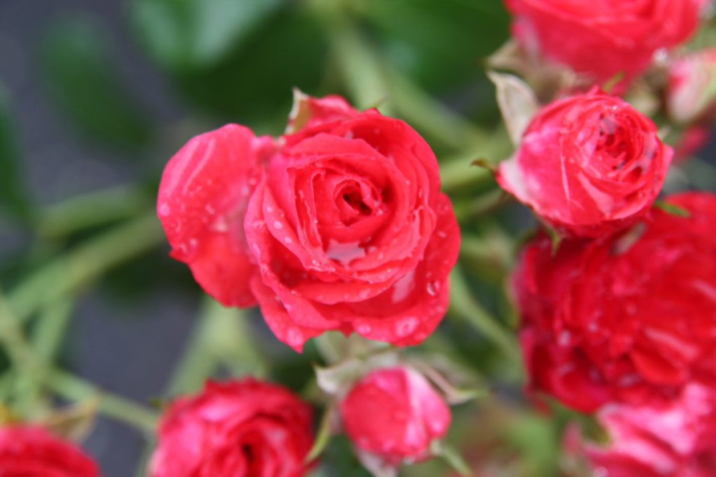 růže Scarlet Meidilland