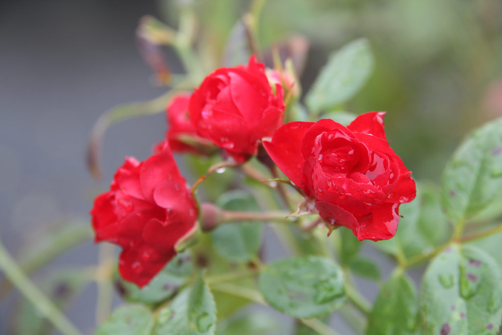 růže Scarlet Meidilland