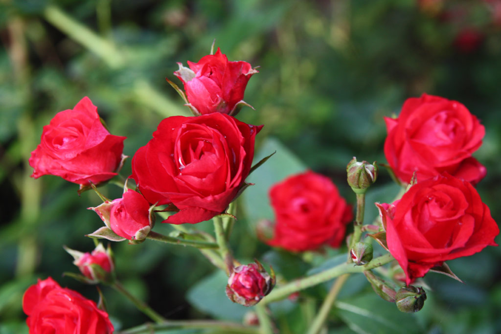 růže Scarlet Meidilland