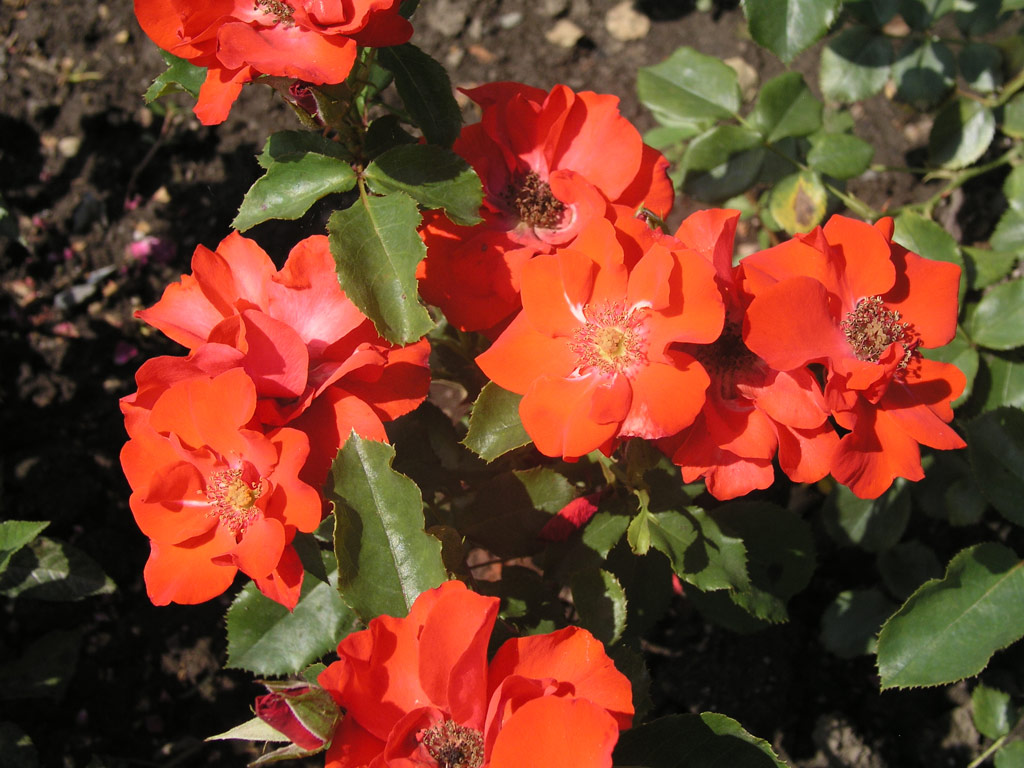 růže Scarlet Sunset