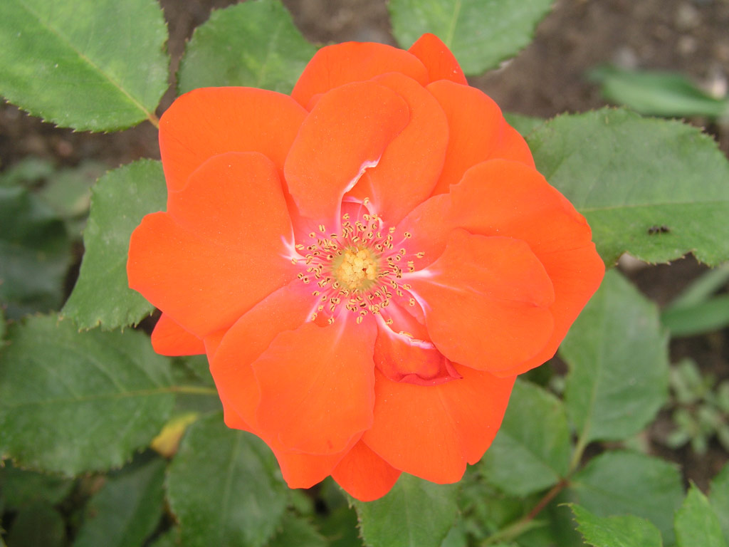 růže Scarlet Sunset