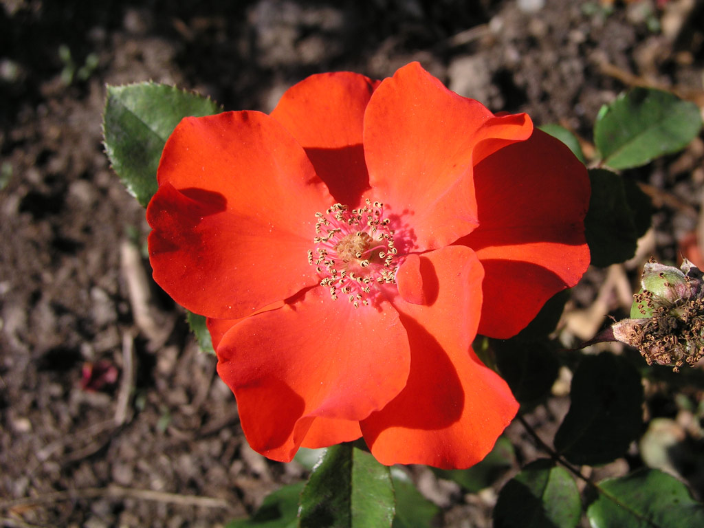 růže Scarlet Sunset