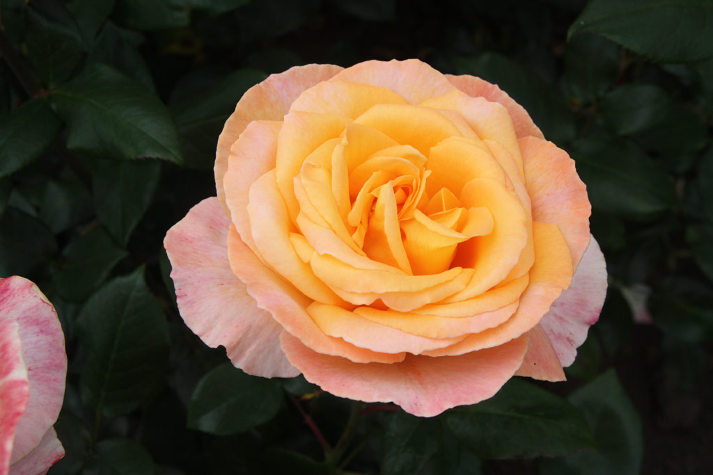 růže Scented Memory