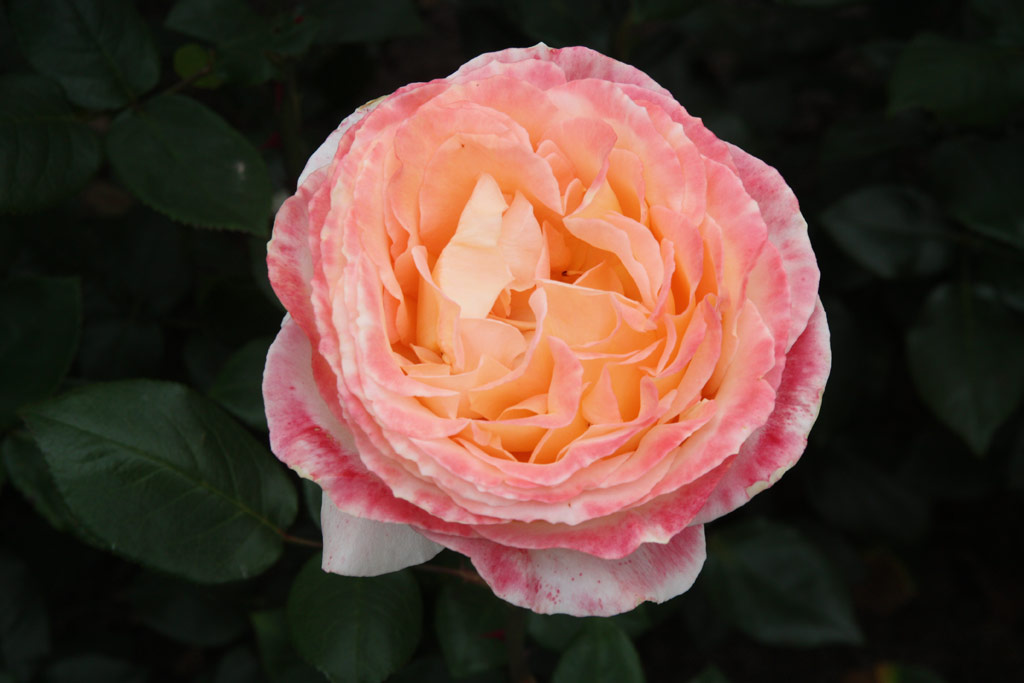 růže Scented Memory