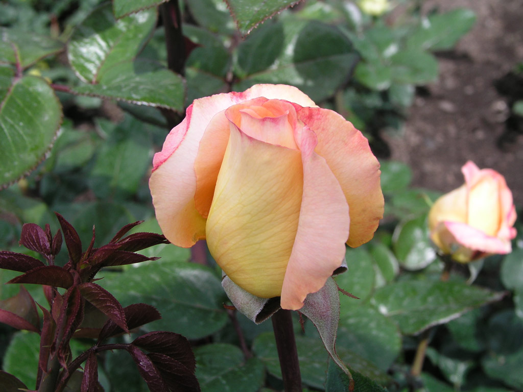 růže Scented Memory