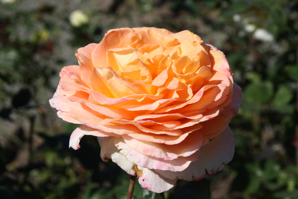 růže Scented Memory