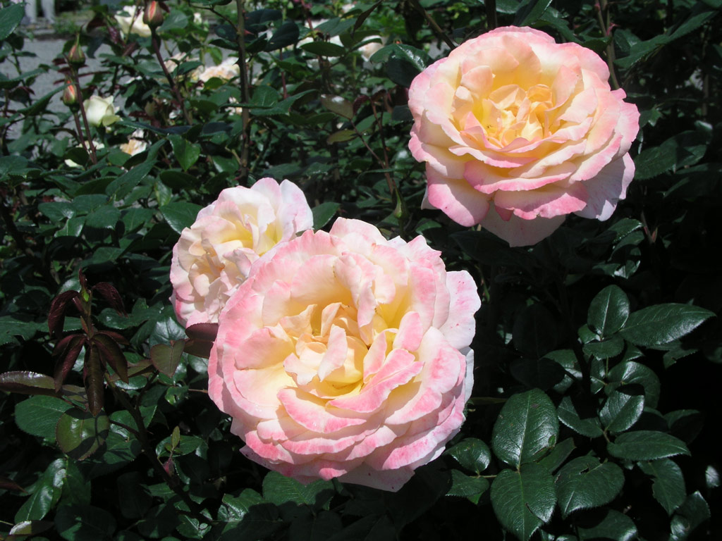 růže Scented Memory