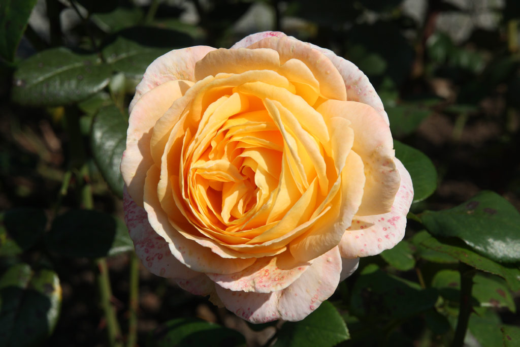 růže Scented Memory