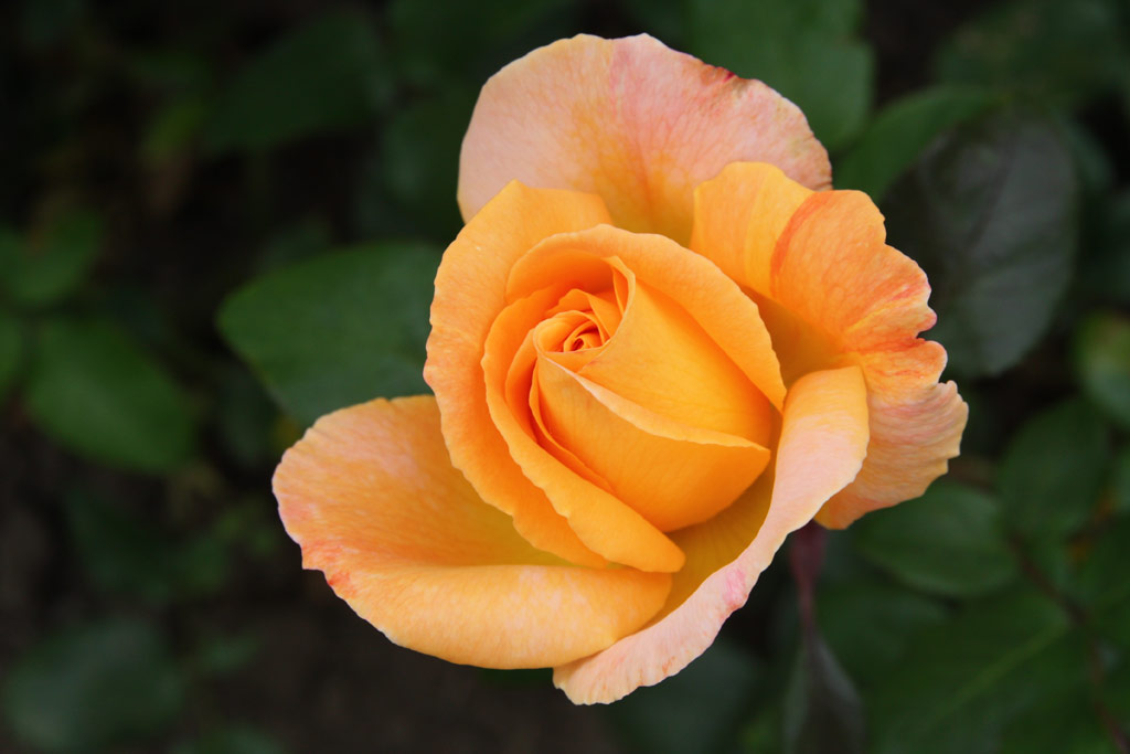 růže Scented Memory