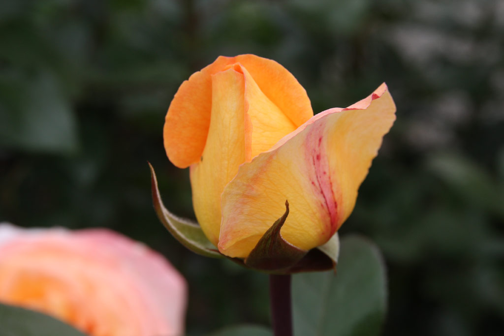 růže Scented Memory