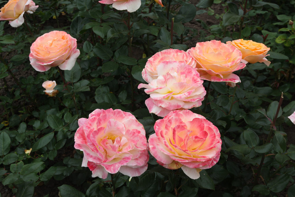 růže Scented Memory