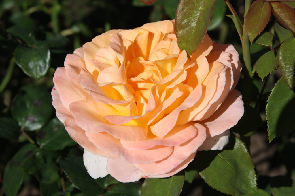 růže Scented Memory