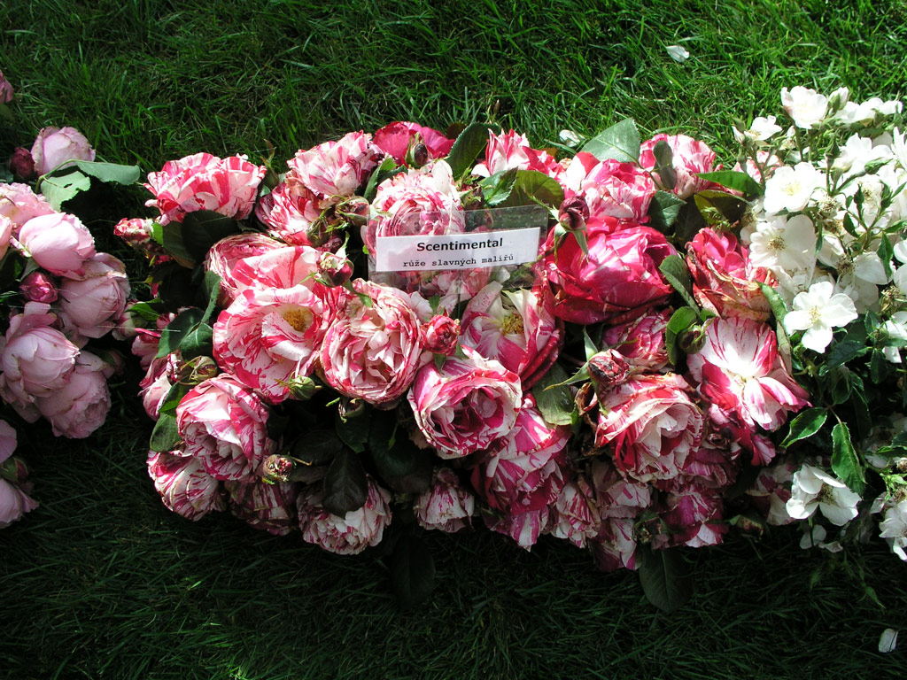 růže Scentimental