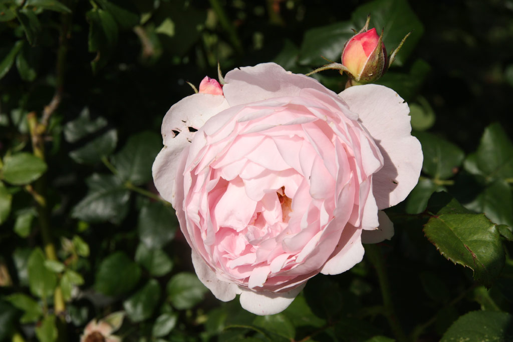 růže Scepter dIsle