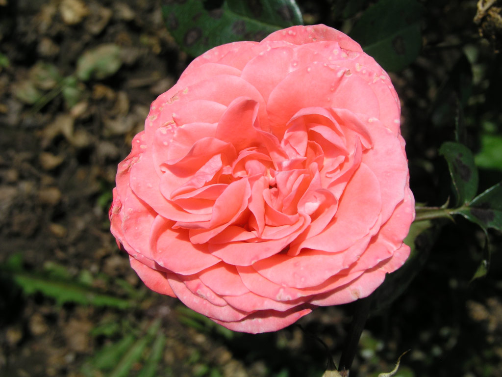 růže Schackenborg Castle