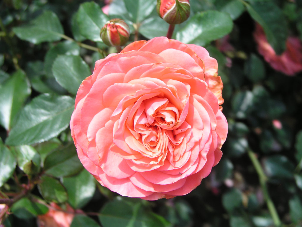 růže Schackenborg Castle